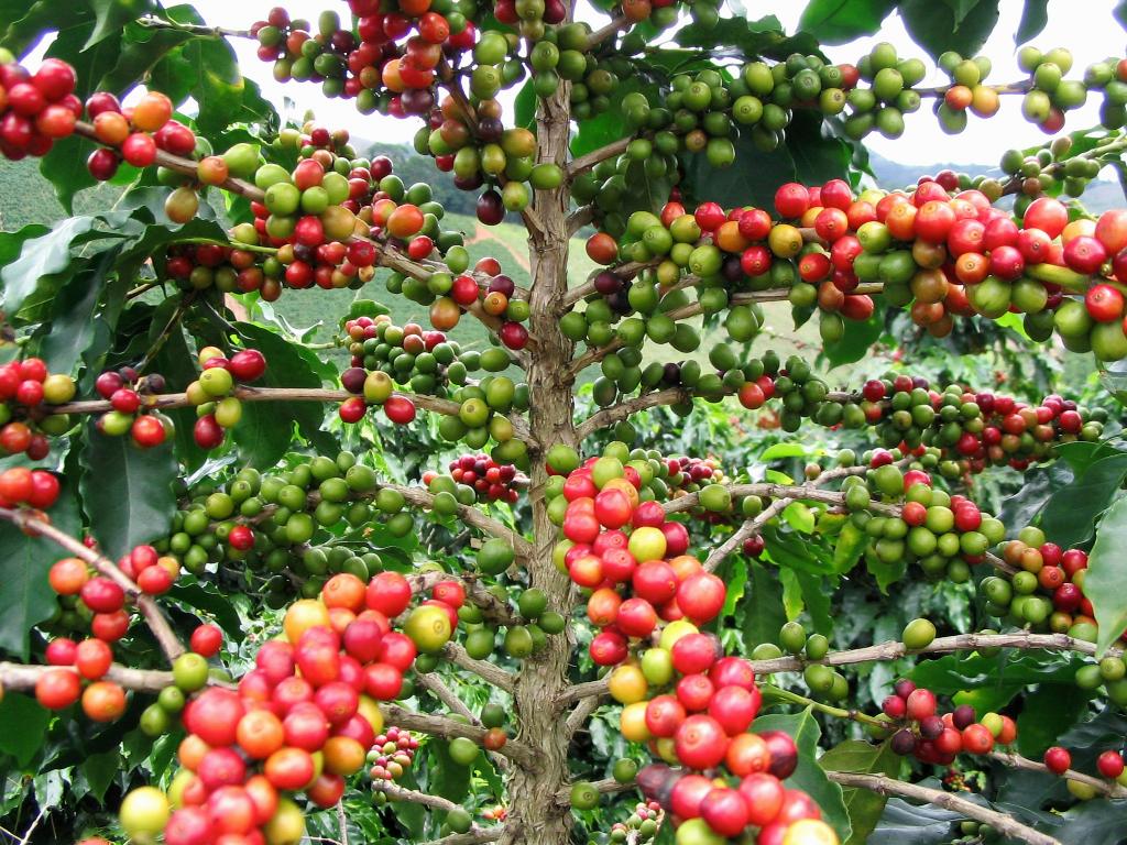 The cultivation of coffee is promoted on the Isle of Youth