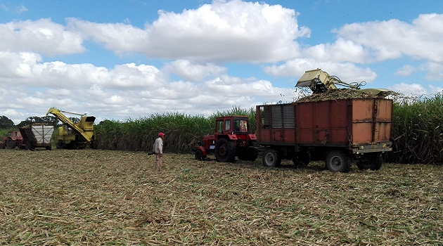 The harvest began in Cuba and in Cienfuegos on the 14 de Julio central