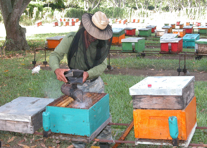 Consolidan su impronta trabajadores de la apicultura en Granma