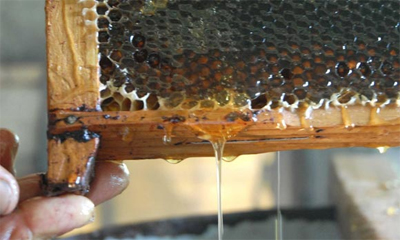 Majagüenses beekeepers exceed the honey production plan