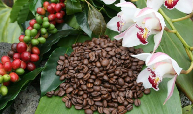 Gradually increases coffee production in Las Tunas