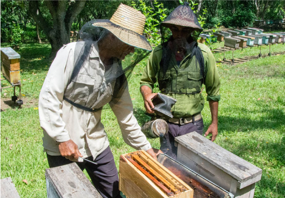 Los apicultores granmenses van por más