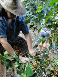 Coffee and food production go hand in hand in the Cienfuegos hill (II)