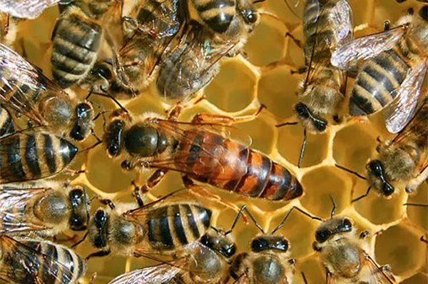 Beekeeping development advances in Camagüey