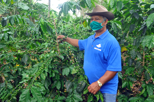 CPA Renato Guitart Rosell: It marks the vanguard in the coffee recovery