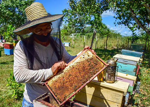 Exhibe Pinar del Río buenos resultados en la producción de miel