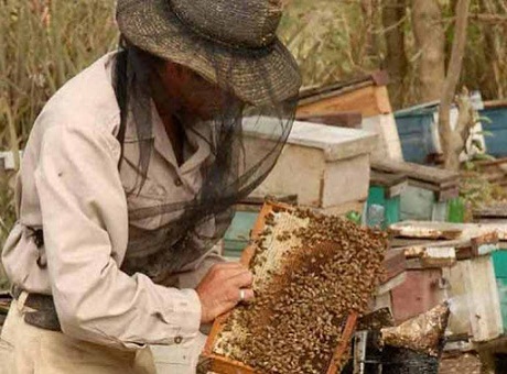 Crece producción de miel, cera y propóleos en Cienfuegos