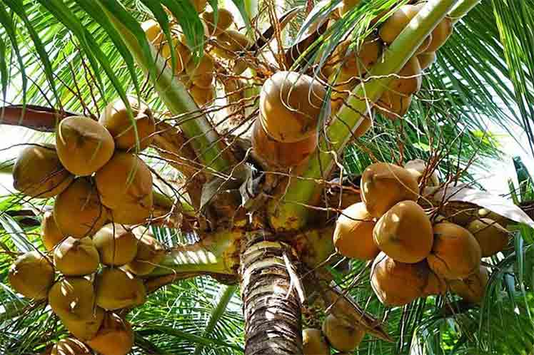 Sri Lanka and Cuba exchange on coconut crops