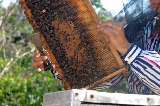 Damage to blooms causes a decrease in honey production in Sancti Spíritus