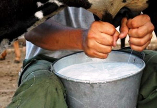 Reciben nuevos pagos más de seis mil productores de leche en Camagüey