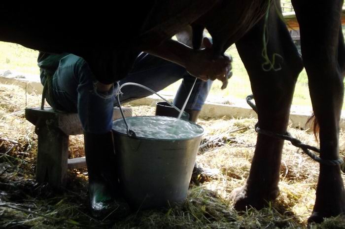 The commercialization process of cow's milk advances in Cuba