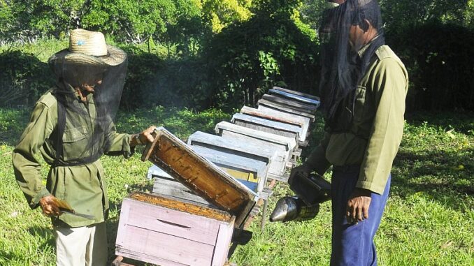 Niquero surpasses this year the production of honey from bees for export