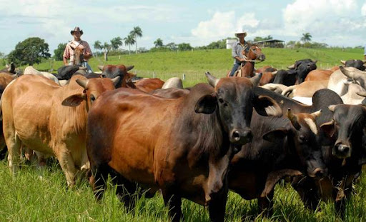 Camagüey aspira a la recuperación ganadera en 2022