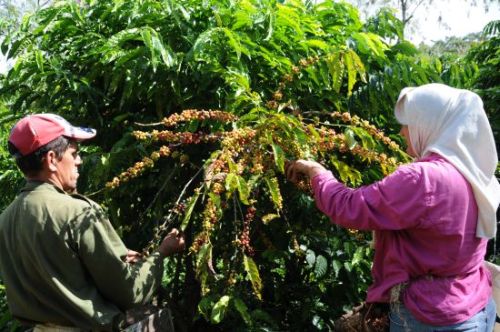 Trinidad met coffee production estimates in the current campaign