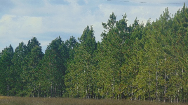 Fomenta desarrollo agroforestal estación experimental de Guisa