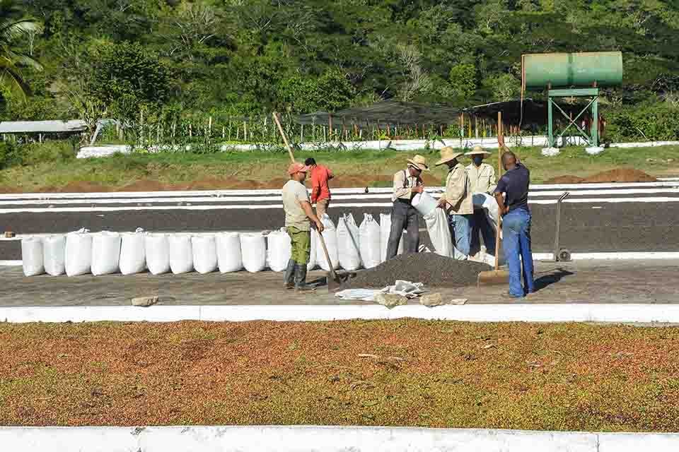 The coffee harvest is over and the 2022 harvest is ready in Santiago de Cuba
