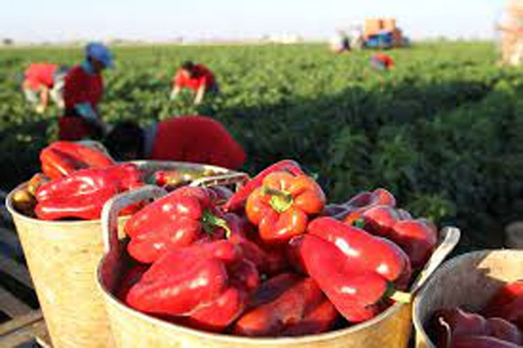 Agroindustrial company in Cuba prepares chili export to Canada