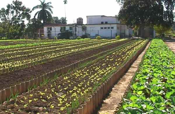 Avanza Holguín en programa de la agricultura urbana
