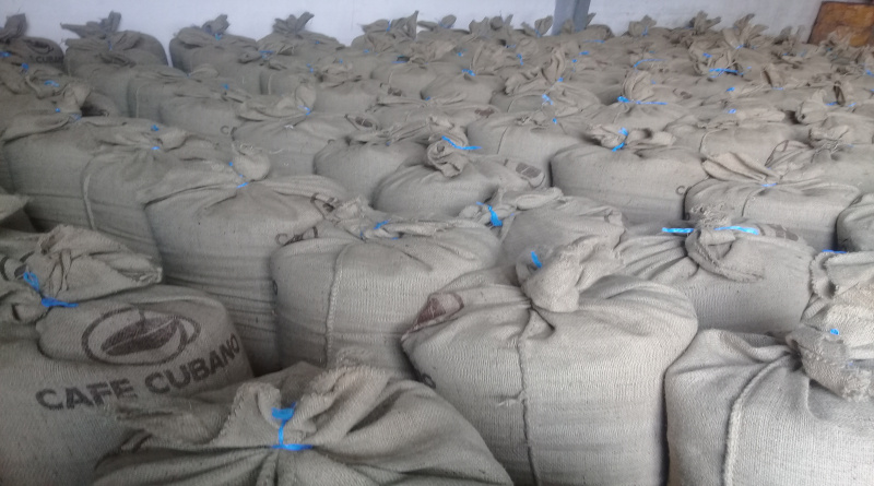 They benefit coffee in Contramaestre for export