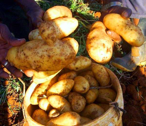 Potato in the furrow to savor in February