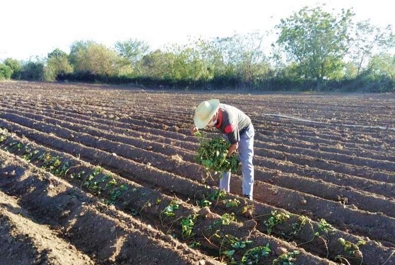 Calixteños agricultural workers with great challenges