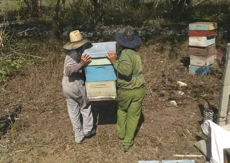 In Sancti Spíritus the bee did go to the honeycomb