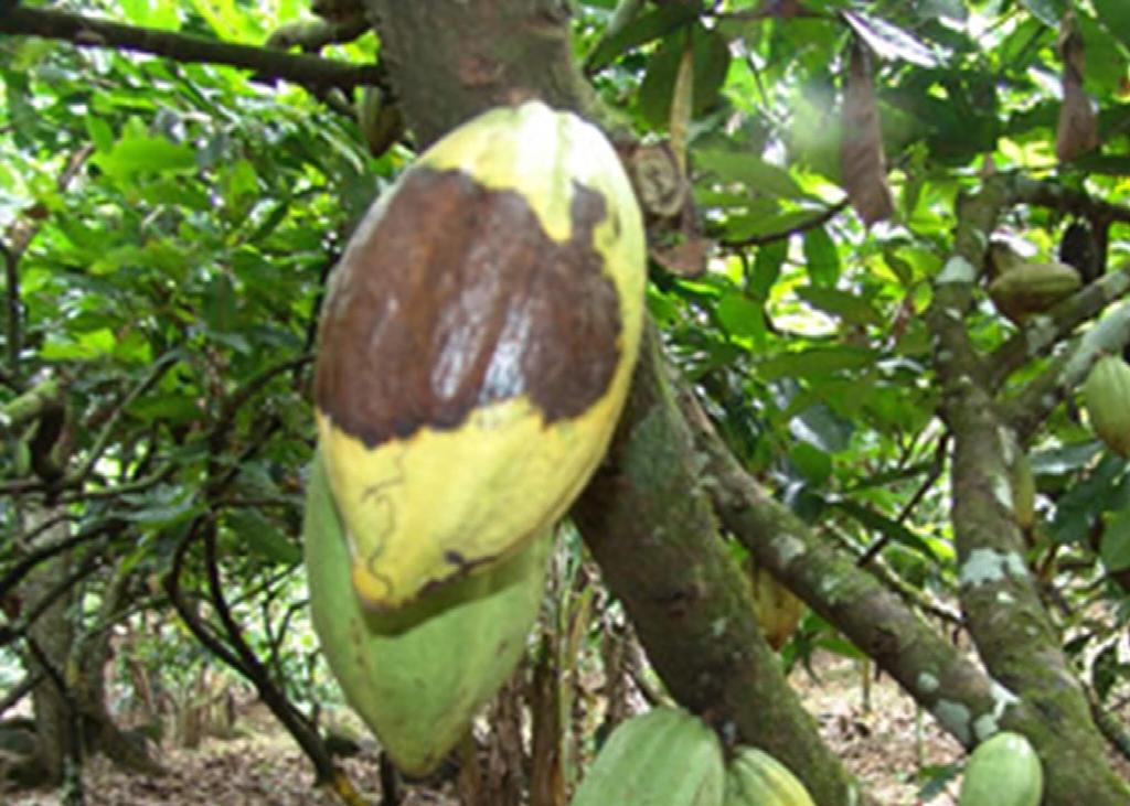 They obtain vitroplants of cocoa resistant to the black pod