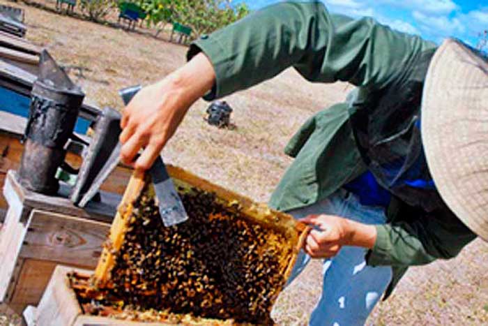 The collection of honey, wax and propolis advances in Matanzas