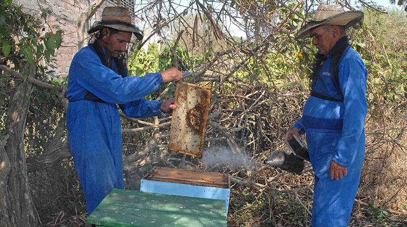 Exhibe Camagüey altos acopios de miel