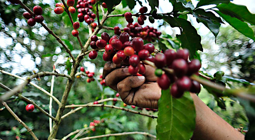 Coffee production continues in Sagua de Tánamo