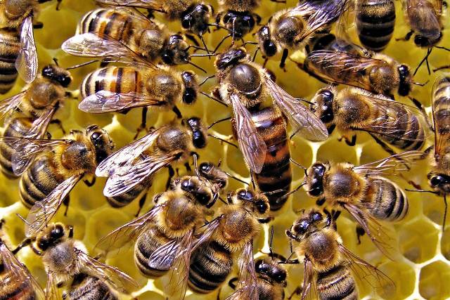 Nuevo centro genético en Guantánamo produce abejas reinas