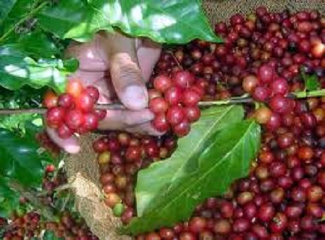 Next to be fulfilled coffee campaign in the cooperative sector of Cienfuegos
