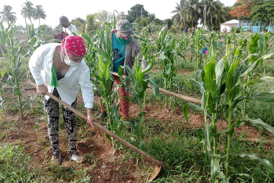 Ejecutan más 15 proyectos de inversión foránea en agricultura de Cuba