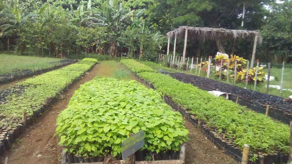 In Cuba, the agroforestry system is committed to food production