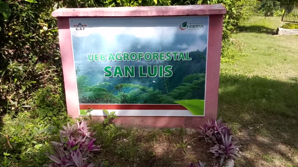 UEB Agroforestal de San Luis contributes to feeding the people