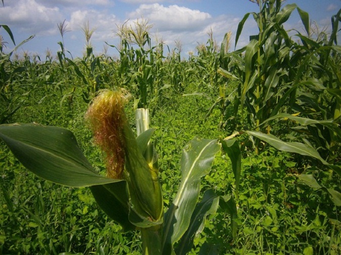 Desarrolla Cienfuegos polos productivos de alimentos