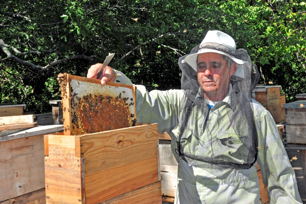 Favorable producción de miel de abeja en Villa Clara en el primer trimestre del año