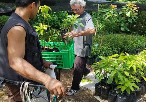 Sin descanso, forestales habaneros celebran su día