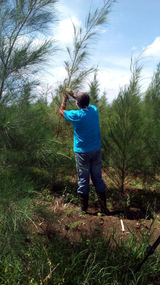 Empresa Agroforestal en Ciego de Avila: Pensar y actuar en verde