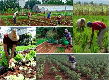 Evalúan en Cienfuegos estrategia para dinamizar la agricultura