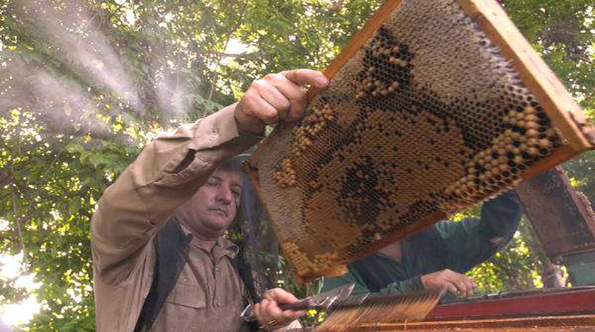 Production of bee honey destined for export increases in Holguín