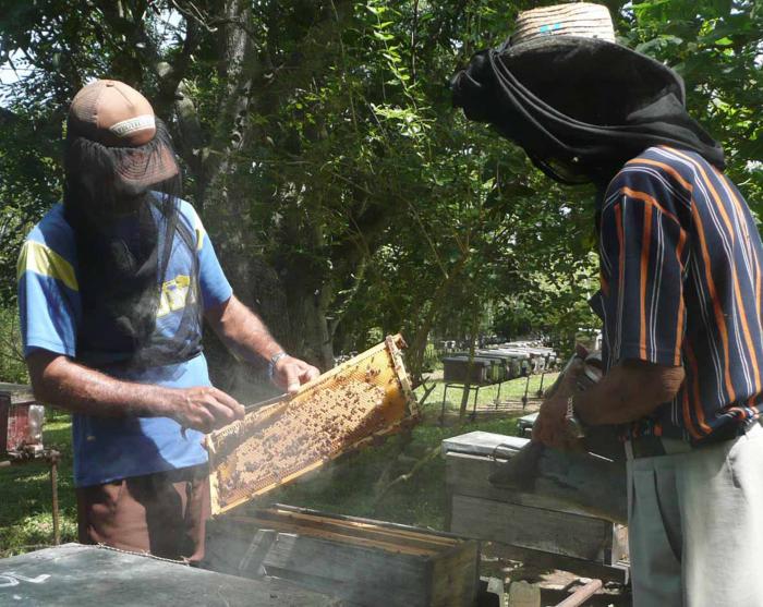 Crece la más «dulce» producción cubana(I)