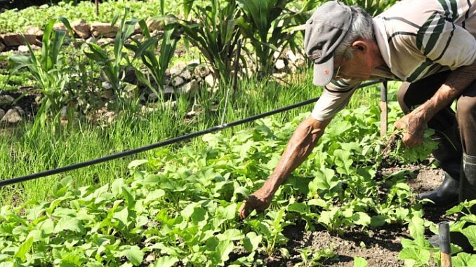 Cuba ponders virtues of agroecology