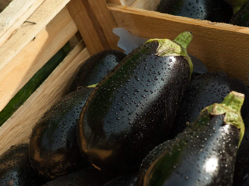 Holguin farmer enters the world market with eggplant export