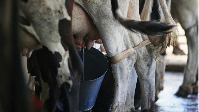 Ranchers benefit from new marketing measures, but other cracks persist