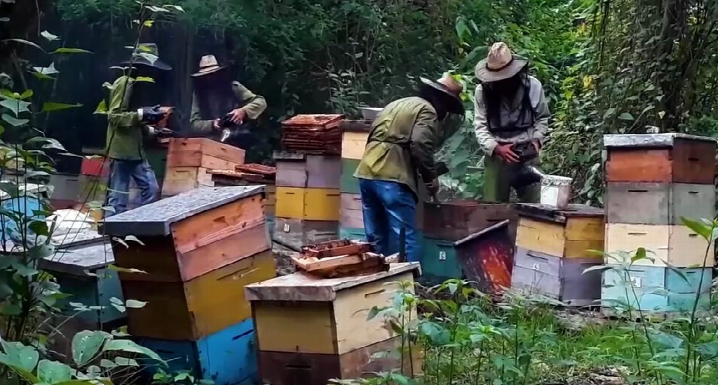 Sobrecumplen matanceros plan de producción anual de miel y continúan por más