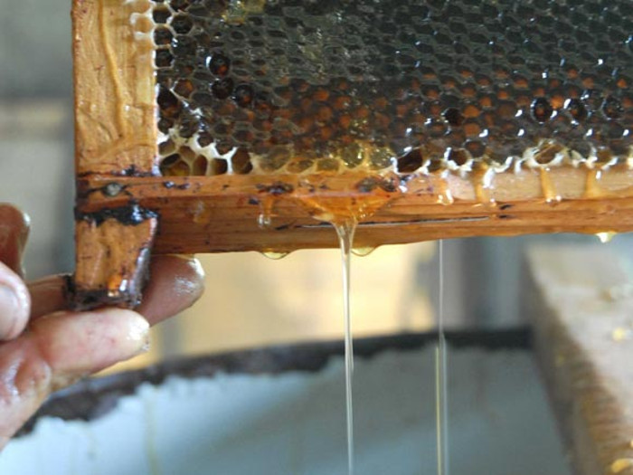 Greater export of honey from bees in Camagüey