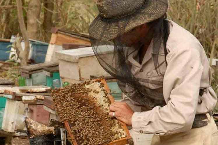 Apicultores de Las Tunas alcanzan el mejor récord productivo de su historia