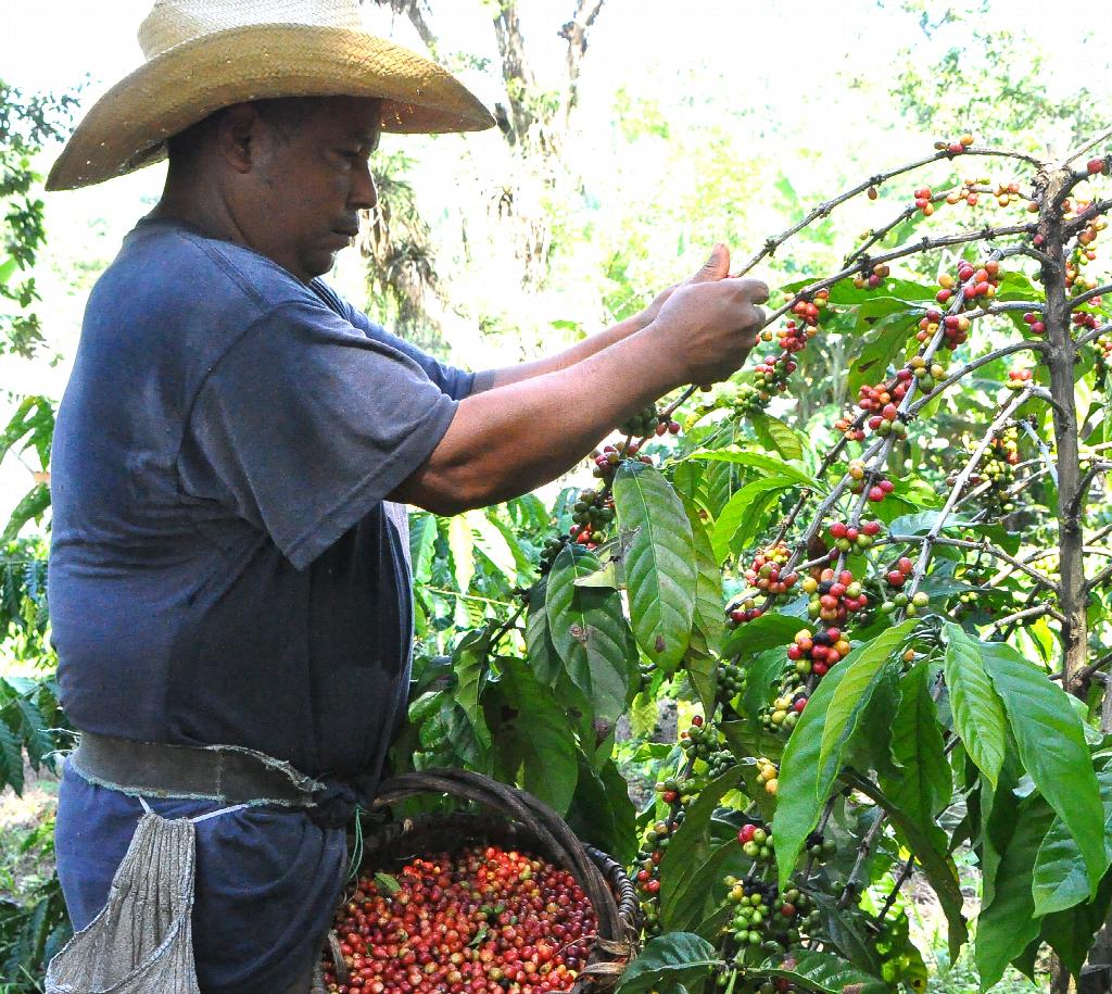 Coffee harvest continues