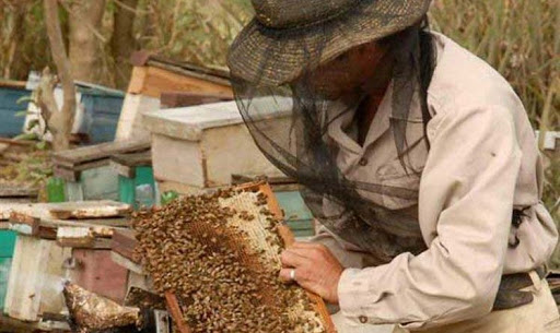 Beneficia Tarea Ordenamiento a productores de miel de abeja en Holguín